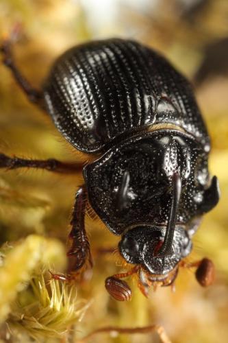 Réf. 264 321 : Odonteus armiger